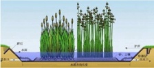 人工濕地生活污水處理技術(shù)分析