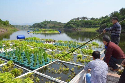 生態(tài)浮島